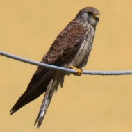 femmina con piumaggio abraso, Cancello (VR), 16.08.2014