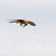 cattura di insetti in volo, Cancello (VR), 19.08.2017