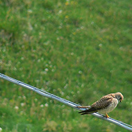 grillaio (a ds) con falco cuculo, Parpari Lessinia (VR), 30.05.2012