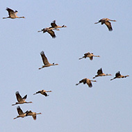 stormo in volo, agosto