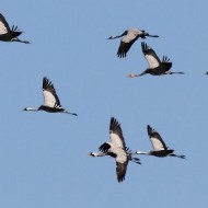 stormo in volo, ottobre