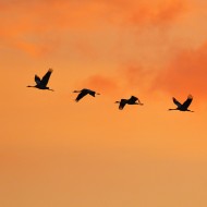 stormo in volo, novembre