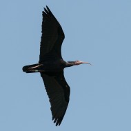 adulto in volo, luglio