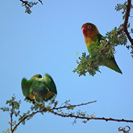adulti, agosto - <a href=https://commons.wikimedia.org/wiki/File:Lovebirds_in_Tanzania_3497_Nevit.jpg target=CC><font color=white>[photo credits]</font></a>