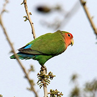 adulto, febbraio - <a href=https://commons.wikimedia.org/wiki/File:Rosy-faced_Lovebird_(Agapornis_roseicollis)_(16874942732).jpg?uselang=it target=CC><font color=white>[photo credits]</font></a>