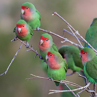 adulti, marzo - <a href=https://commons.wikimedia.org/wiki/File:Rosy-faced_lovebird_(Agapornis_roseicollis_roseicollis)_flock.jpg target=CC><font color=white>[photo credits]</font></a>