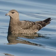 1cy, Peschiera del Garda (VR), 22.09.2014