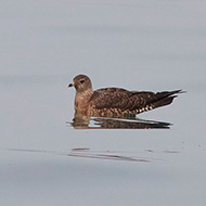 1cy, Peschiera del Garda (VR), 17.09.2011