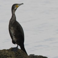 giovane (a ds) con cormorano, Sacca di Scardovari (RO), 23.10.2010