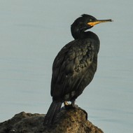 adulto (a ds) con cormorano e gabbiano reale, novembre