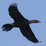 adulto in volo di parata, Vallesina (VE), 24.04.2015