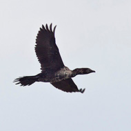 adulto in volo, Valle Vecchia (VE), 22.04.2012