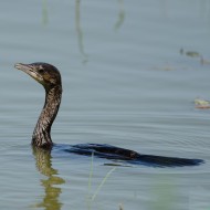 adulto in acqua, febbraio