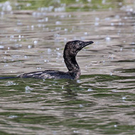 adulto in acqua, maggio