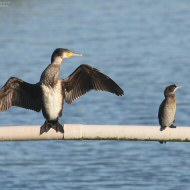 individui con cormorano, Delta del Po (RO), 23.12.2016