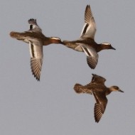 adulti in volo, Vallesina (VE), 26.03.2012