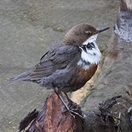 adulto ssp. <i>aquaticus</i>, Val di Zoldo (BL), 16.06.2019