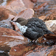 adultos ssp. <i>cinclus</i>, agosto