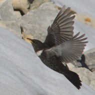 adulto ssp. <i>alpestris</i>, Monte Grappa (TV), 8.04.2017