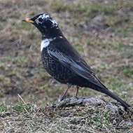 adulto ssp. <i>alpestris</i> parzialmente leucistico, Lessinia (VR), 15.04.2016