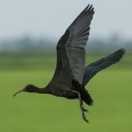 giovane in volo, luglio