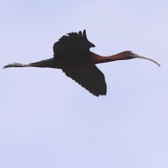 immaturo in volo, Valle Vecchia (VE), 16.07.2016