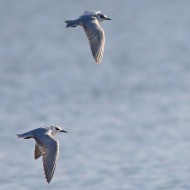 adulti in abito invernale, marzo