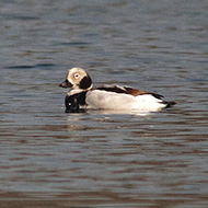 maschio 2cy, Lago del Frassino (VR), 2.04.2011