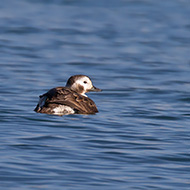 femmina in abito invernale, Peschiera del Garda (VR), 21.02.2012