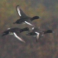 gruppo in volo, Lago di Busche (BL), 9.11.2008