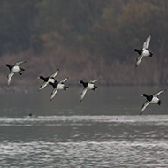 gruppo in volo, Lago di Busche (BL), 9.11.2008