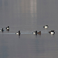 gruppo, febbraio