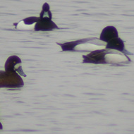 una femmina e due maschi con morette, Lago del Frassino (VR), 20.03.2004