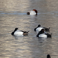 maschi e femmine con morette e moriglioni, Lago del Frassino (VR), 15.03.2019