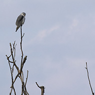 adulto, Delta del Po (RO), 14.01.2018