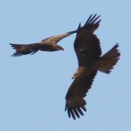 individui in volo, giugno