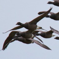 gruppo in volo, febbraio