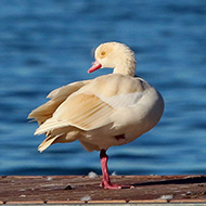 adulto leucistico con germano reale, Lago di Garda (VR), 7.11.2015