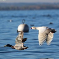 adulto leucistico con germano reale, Lago di Garda (VR), 7.11.2015