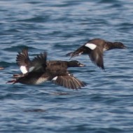 gruppo in volo, marzo