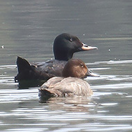 2cy con moriglione, Lago del Frassino (VR), 6.04.2018