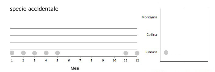 otarda_grafici.jpg