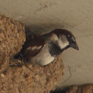 maschio al nido con passere mattuge e balestruccio, maggio