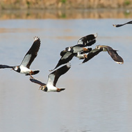 gruppetto in volo, Nogara (VR), 20.03.2009