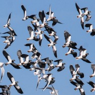 stormo in volo con gabbiani comuni, dicembre