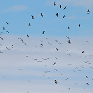 stormo in volo, agosto