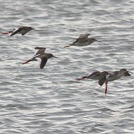 pettegola e totano moro, Delta del Po (RO), 5.03.2016