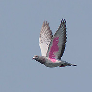 individuo con marcatura, Lago di Garda (VR), 5.09.2012