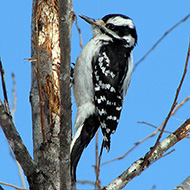 femmina, febbraio - <a href=https://commons.wikimedia.org/wiki/File:FemaleHairywoodpecker.jpg target=CC><font color=white>[photo credits]</font></a>