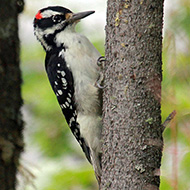 maschio, agosto - <a href=https://commons.wikimedia.org/wiki/File:Hairy_Woodpecker_RWD.jpg target=CC><font color=white>[photo credits]</font></a>